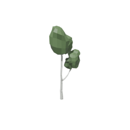 Birch Tree 5